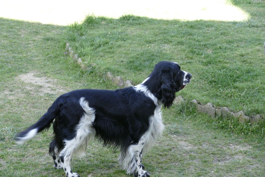 CH. Jimmy du clos de la pouillette