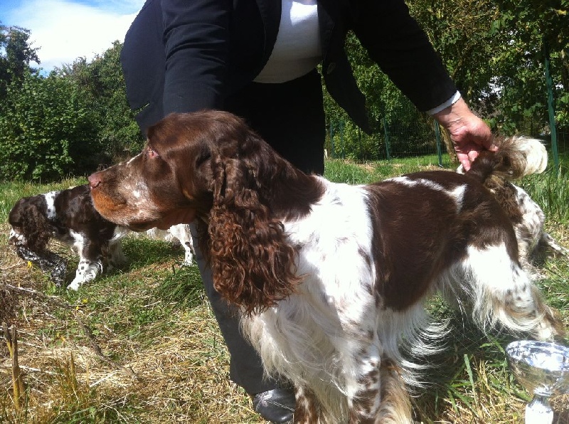 CH. TR. Goldfinger du clos de la pouillette