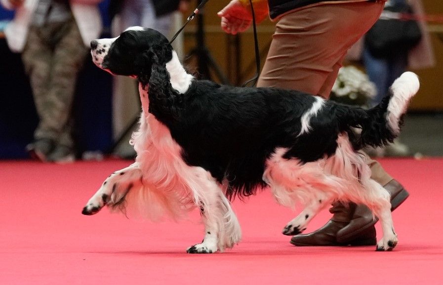 CHIOTS DISPONIBLES à compter de début mai 2024